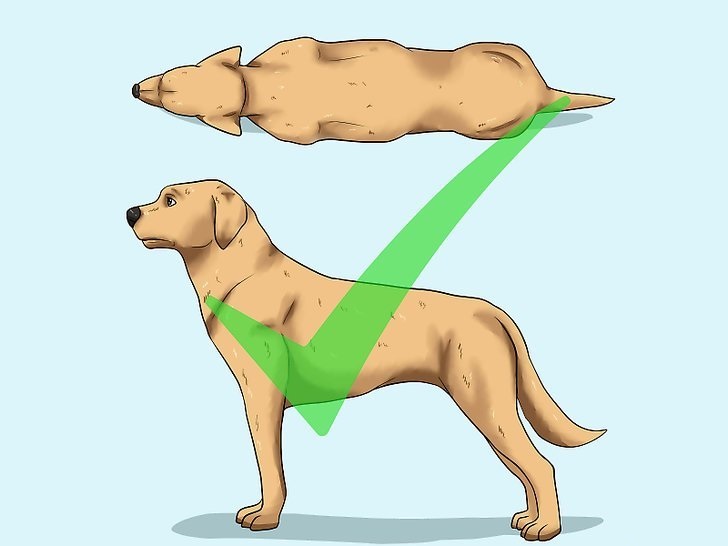 Как Сбросить Вес Собаке
