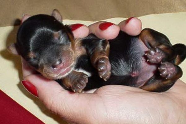 Новорожденный щенок той-терьера